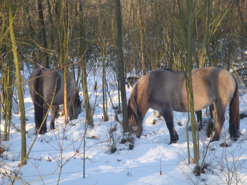 B&B De Grote Plaats Hoogstraten Zewnętrze zdjęcie