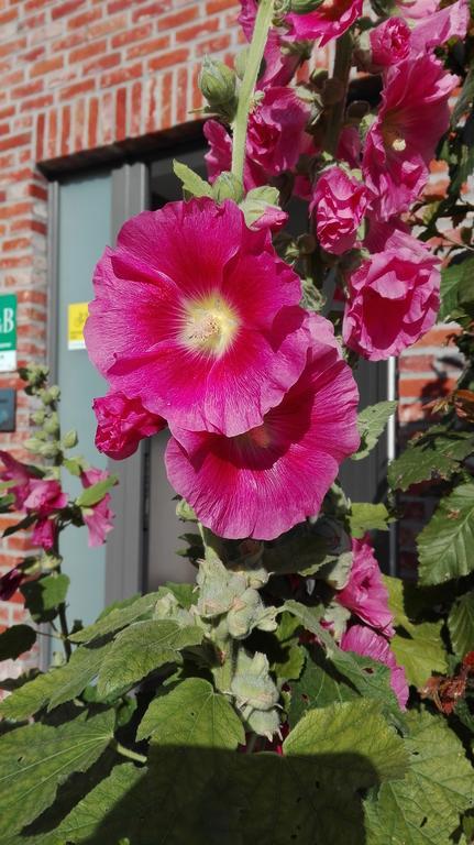 B&B De Grote Plaats Hoogstraten Zewnętrze zdjęcie